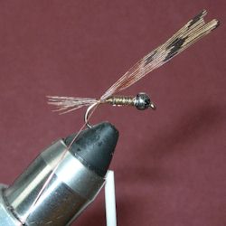 Pheasant Tail (Hare) ready to wind the fibers forward...