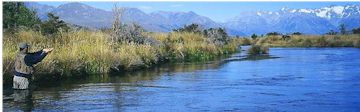 Spring Creek Supreme
