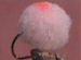 Glo Bugs Champagne/Flame dot