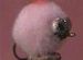 Muppets Champagne/Flame - 1 Dozen