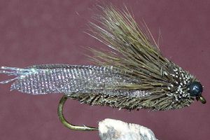 Clarks Cicada