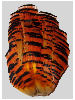 Golden Pheasant Complete Natural Tippet