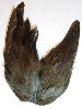 Moorhen / Waterhen Wings