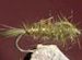 Hares Ear - Olive - 1 Dozen Flies