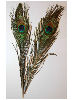 Peacock Eyes