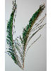 Peacock Sword