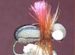 Stu's Magic Beetle Brown