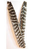 Wild Turkey Biot Pointer Quills