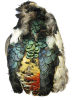 Amherst Pheasant Body Skin