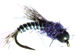 Berry Nymph Blackberry