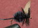 Black Gnat