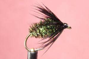 Black and Peacock - GC