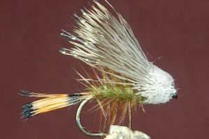 Blairs Terrestrial Bug