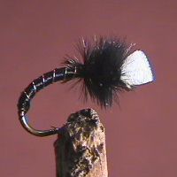 Midge Black