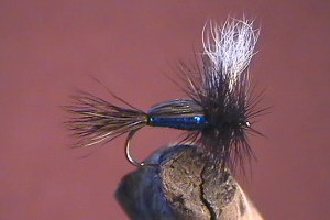 Blowfly Blue