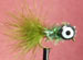 Booby Olive