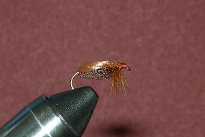Brown Beetle