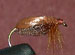 Brown Beetle