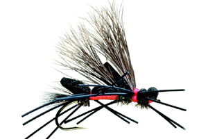 Raider Burkholder's Royal