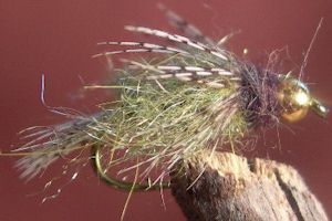 Caddis Flashback Gold BH Olive