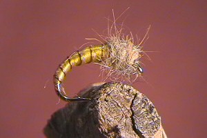 Caddis ( Yellow )
