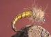 Caddis ( Yellow )