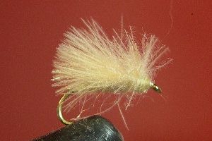Adult Midge
