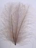 CDC Feathers