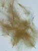 CDC Feathers