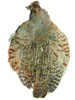 Partridge Chinese - Complete Skin