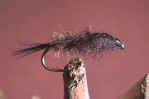 Carty's Colobriscus