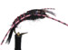 Davis Stonefly Black