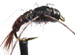 Davis Stonefly PT
