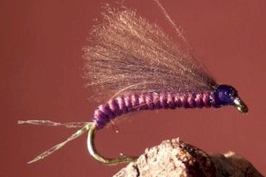 CDC Emerger (Deleatidium)
