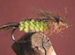 Dragon Fly - 1 Dozen
