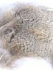 Partridge Feathers - Grey Neck
