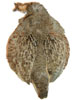 English Partridge - Full Skin