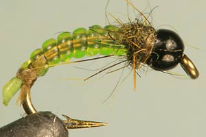 Green Fat Jelly Caddis TB