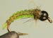 Green Fat Jelly Caddis TB