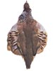 French Partridge