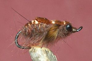 Dragon Fly Nymph Brown