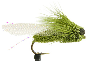 Cicada GC