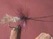 Caddis - Goddard