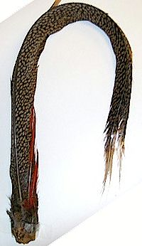 Golden Pheasant - Complete Tail