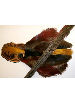 Golden Pheasant Complete Skin