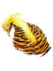 Golden Pheasant Complete Neck