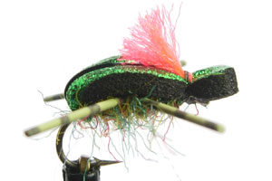 Mcneil's Manuka Beetle