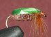 Beetle ( Green )