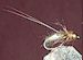 Caddis Gold Bead