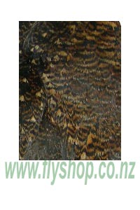 Grouse Plumage